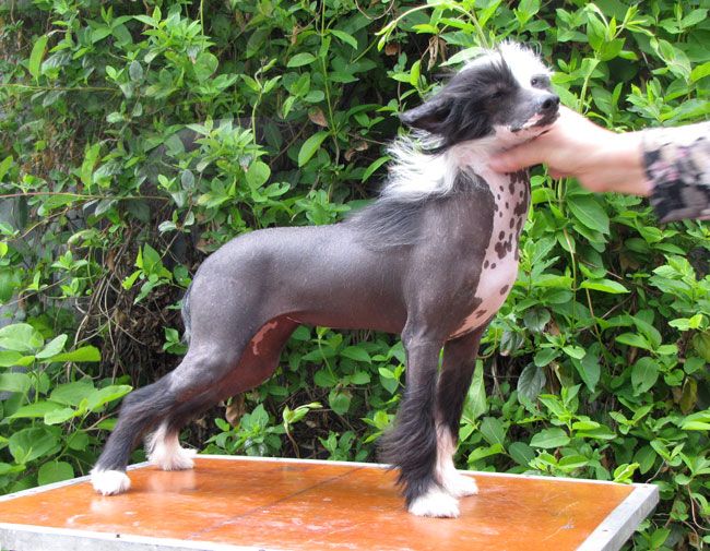 Bi-lav Plus Shamahanskaya Tsaritsa