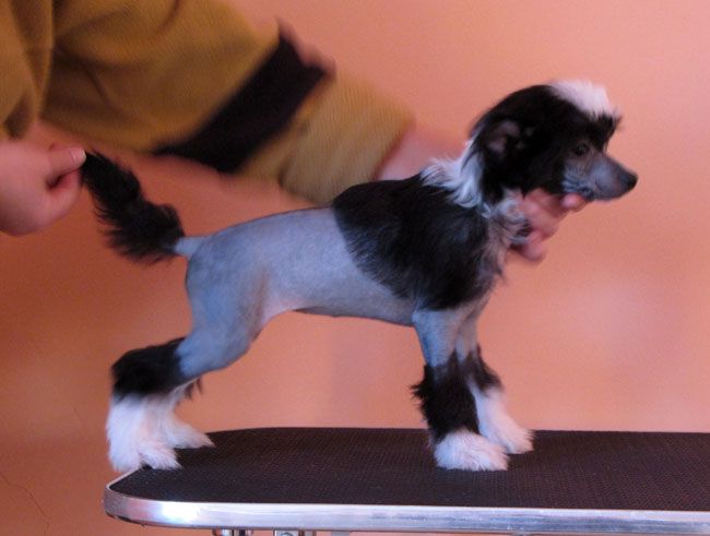 Bi-lav Plus Shahinia