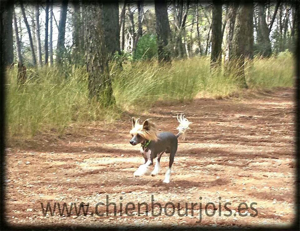 Athos de le Chien Bourjois