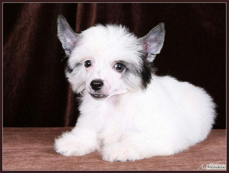 Dogland Happy Triada