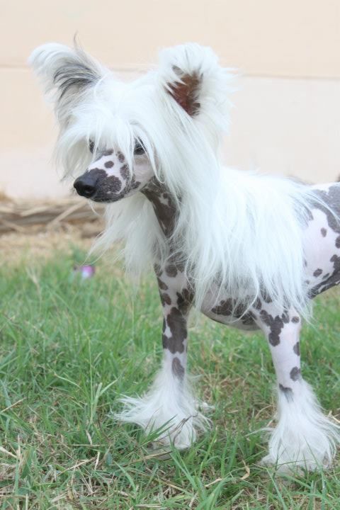 Be Laksmi de le Chien Bourjois