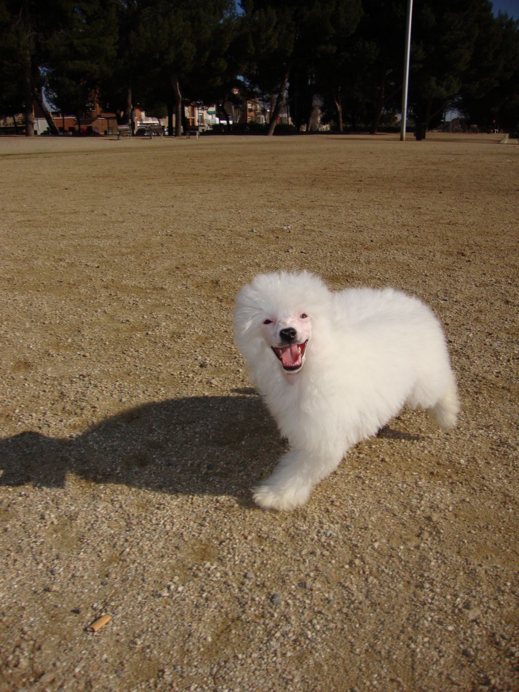 Be Krishna de le Chien Bourjois