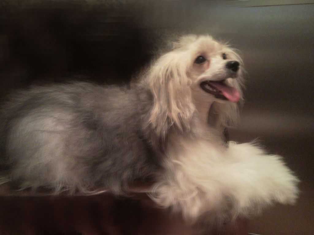 Dogland Heppi Yrmina