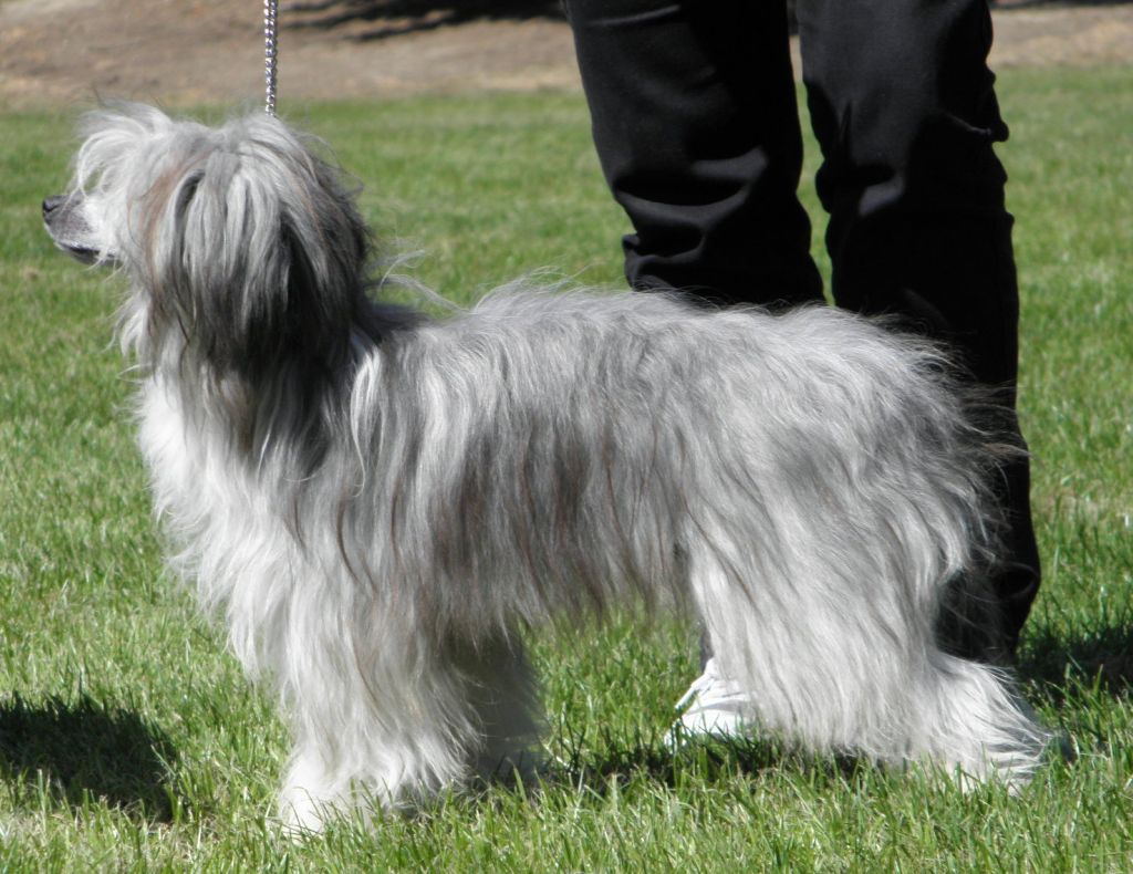 Collar N Tie of Pughbear