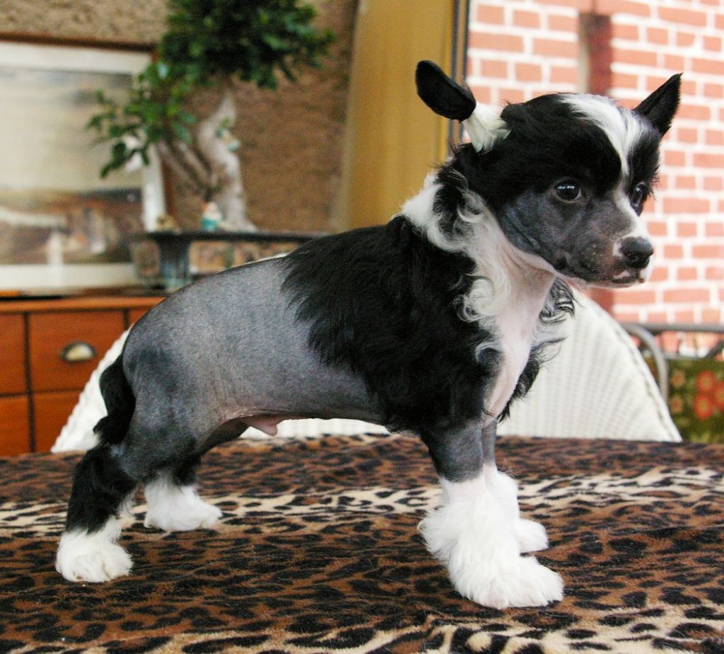 Calvados von Shinbashi