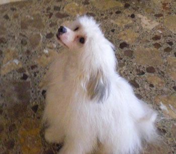 Jasper's   Sweet  Bite Of Raintoy Love