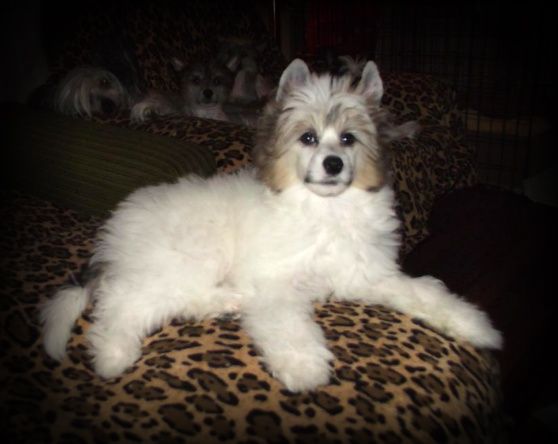 Danstan Nataki Fanrock