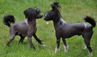 Dogtrix Eleganta Elvira