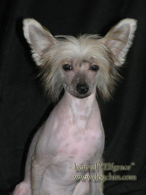 Elfgrace Deseida Leila