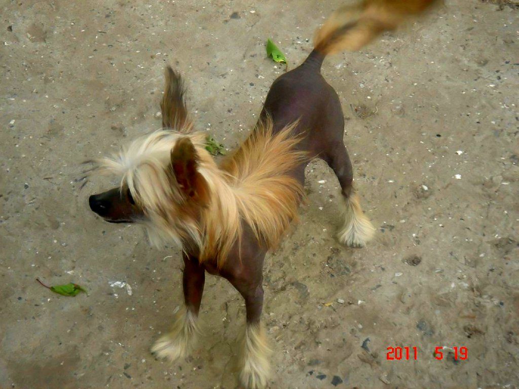 Voltera Clan Of The Blood Molosos Gratzi