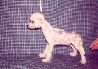 Shou Krokodail Arizonskii Orel