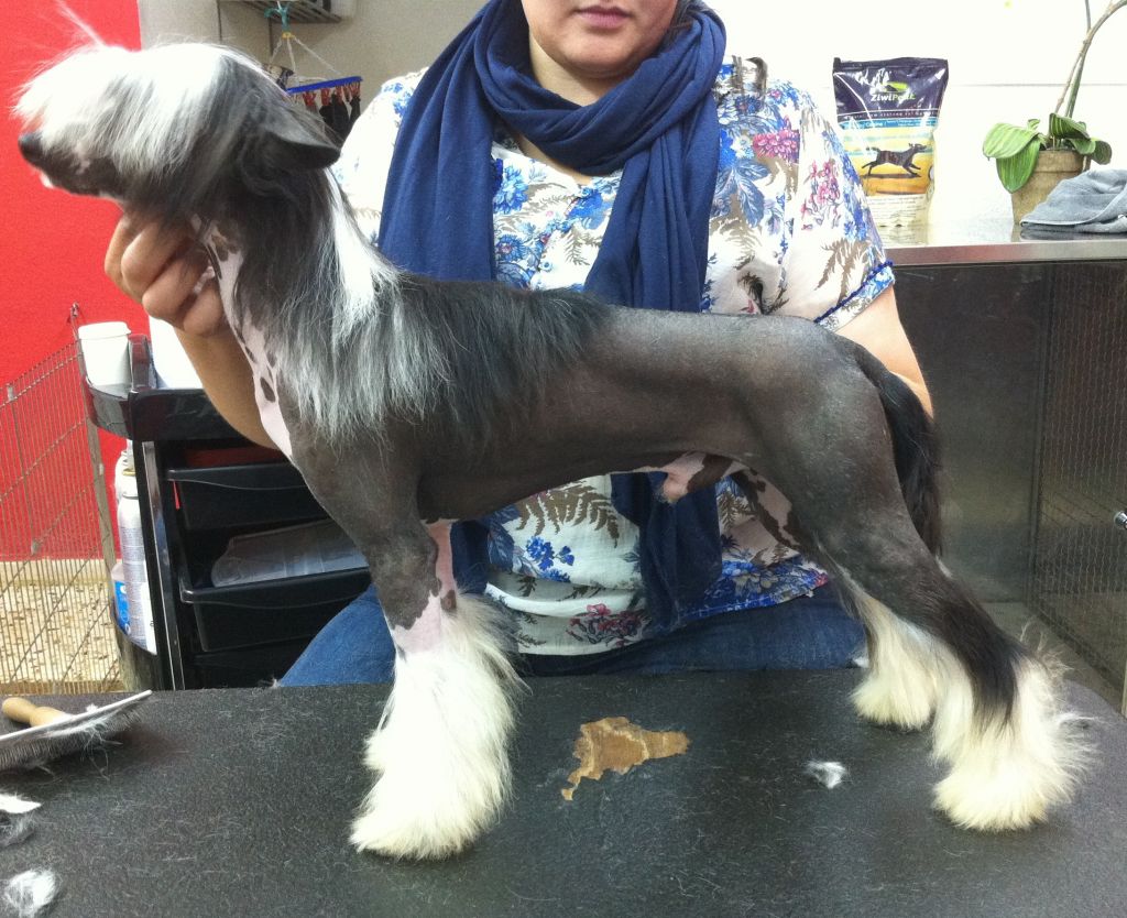 Toma Que Toma de Schnauzerdreams 