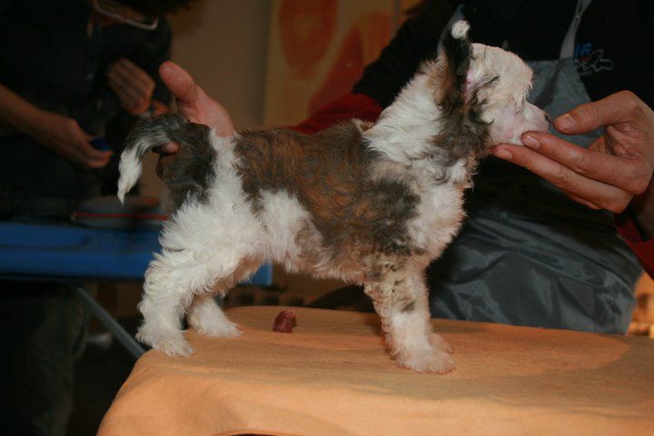 Yo por mi Hija de Schnauzerdreams