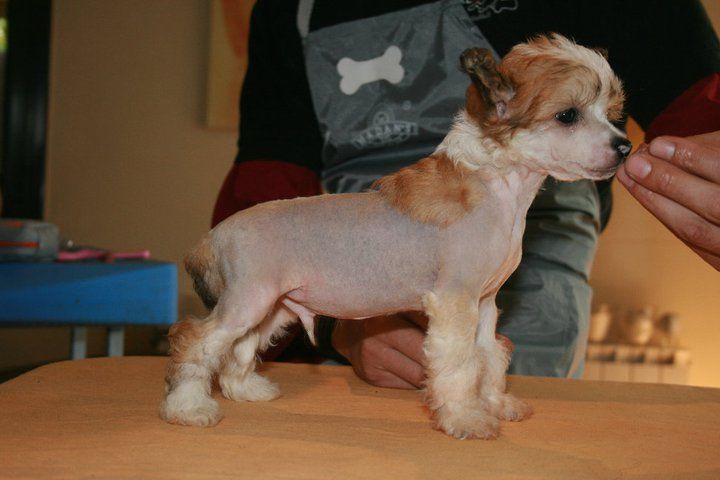 Dientes Dientes que es lo que de Schnauzerdreams