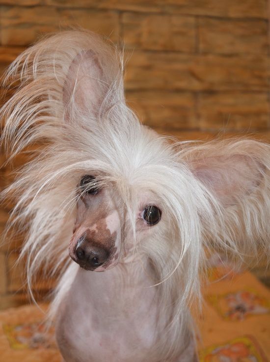 Smargo Haus Blondinka v Shokolade