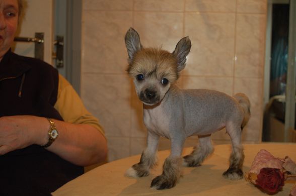 De La Mahafu's Princess Iris