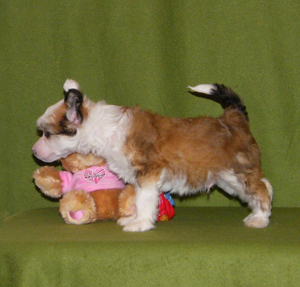 Crested Style Chillout