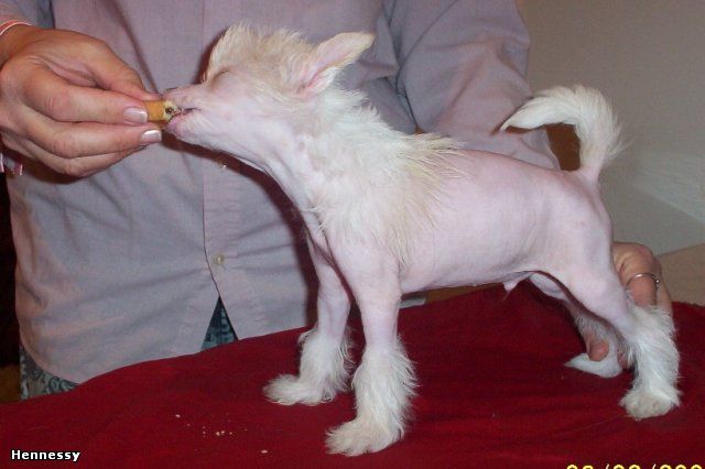 Kado Kitaiski Potselui Henessi