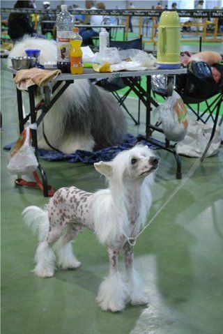 Kado Kitaiski Potselui Yachont