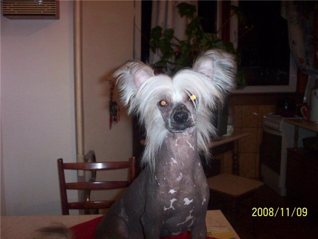 Kado Kitaiski Potselui Charter