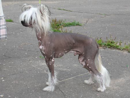 Banzai Voin Shaulina