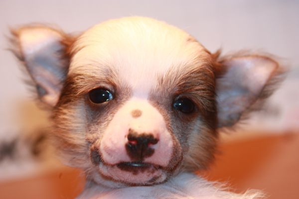 Yasmina Feerio Elkati