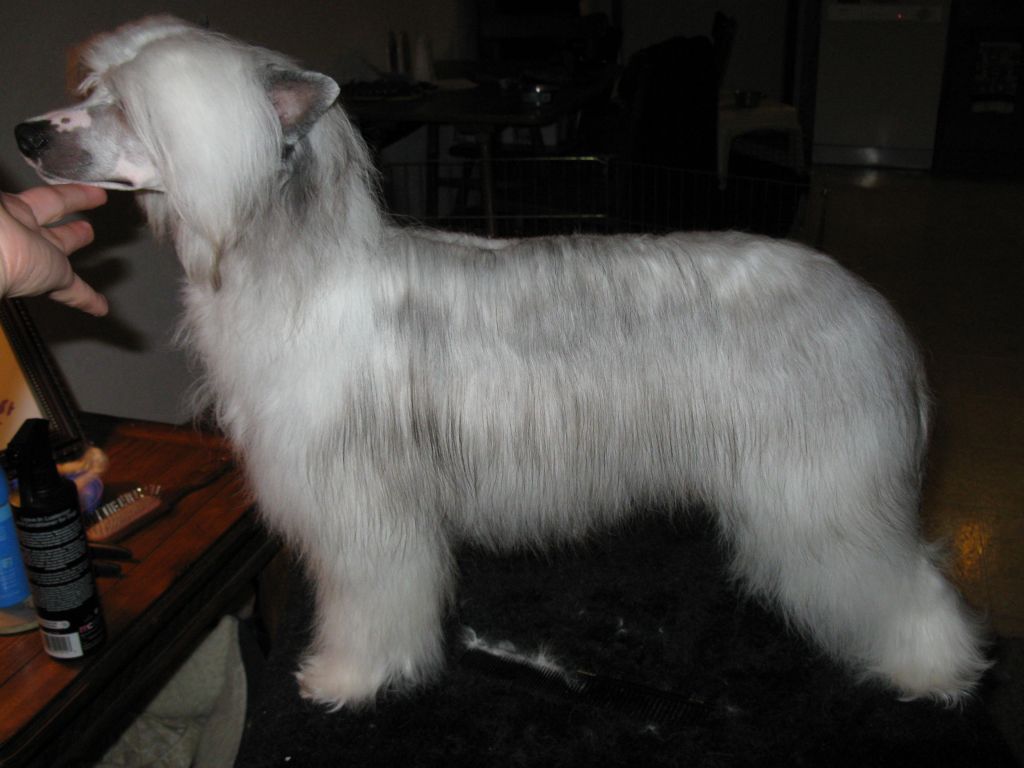 Royals Majic of Park Avenue