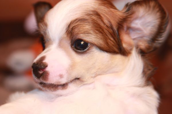 Yamagucci Tora Elkati