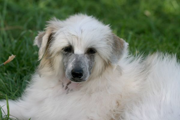 Romantic Fairy Tale Frizbi