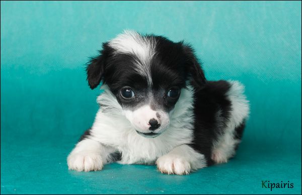 Apriori Vip Zodiac Angel Look