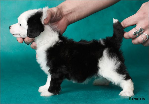 Apriori Vip Zeus Angel Look