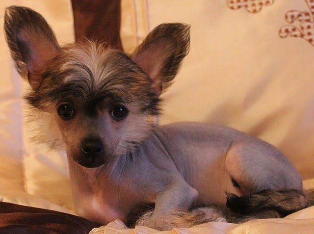 Kleopatra Sleem of Paradise