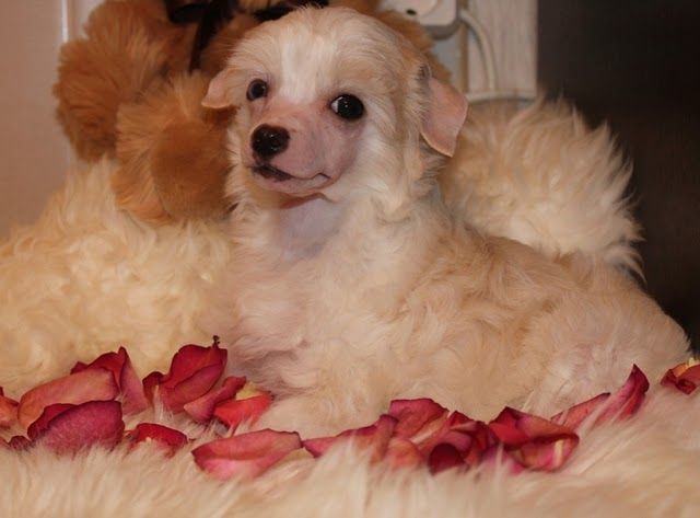 Kassandra Sleem of Paradise