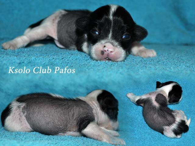 Ksolo Club Pafos