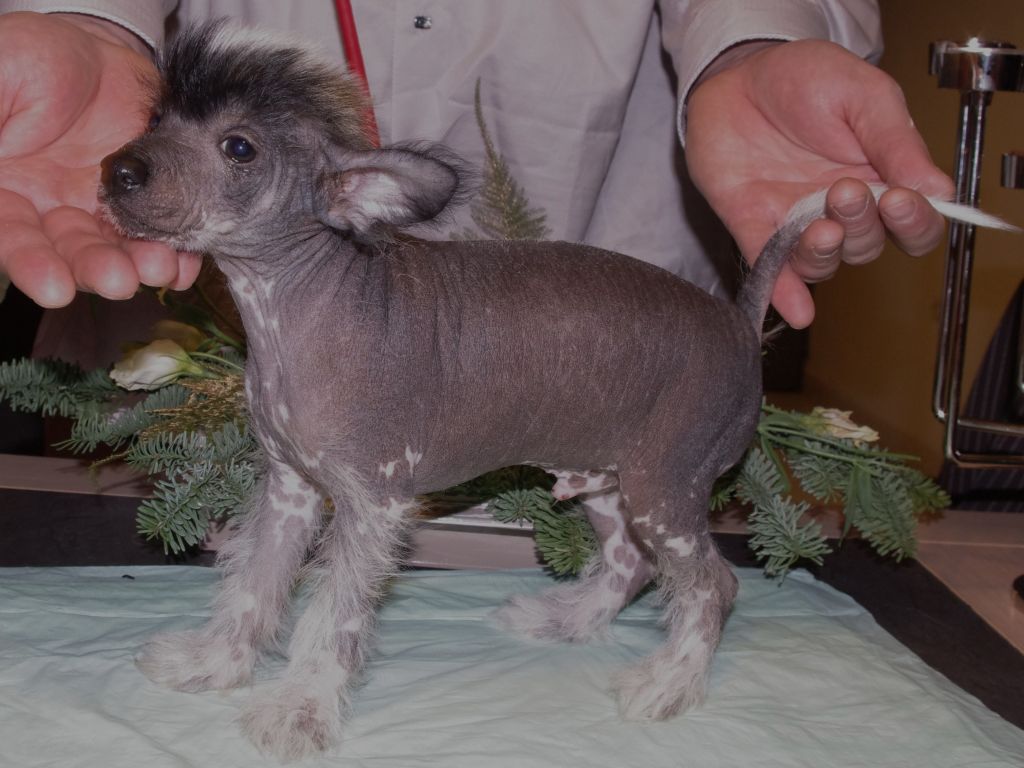 frodon des gardiens des elfes