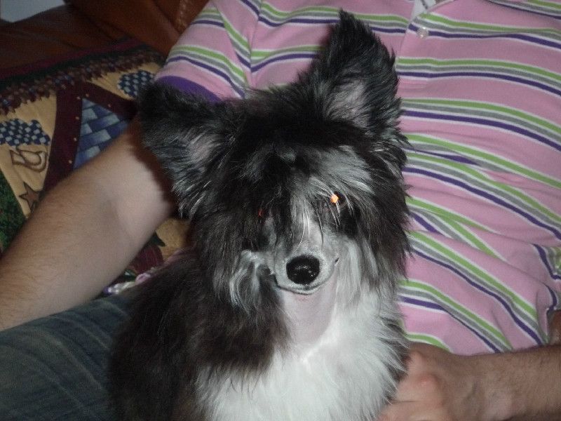 Elfgrace Yasmina Nebelau