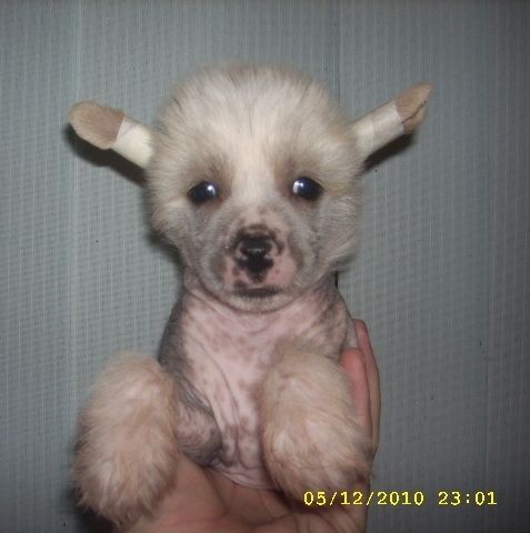 Nyu Art Ezhevichka Sladkaya