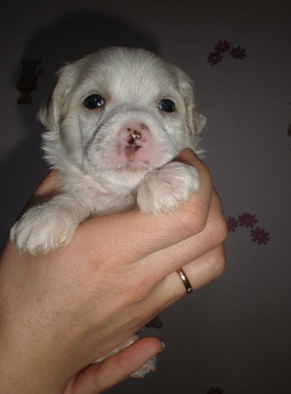 Gulliver iz Brobdingnega