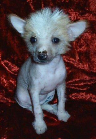 Nyu Art Istina Vsegda Prava