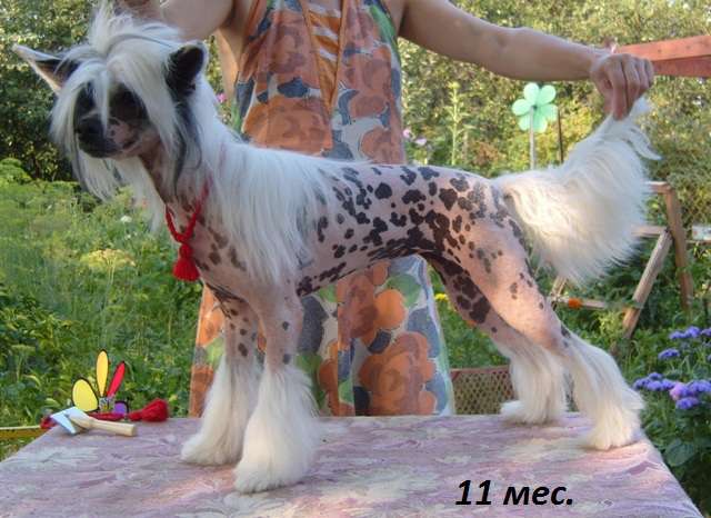 Mirabel' White Squirrel for Zholesk