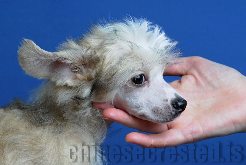 Practical Hero ExtraOrdinary