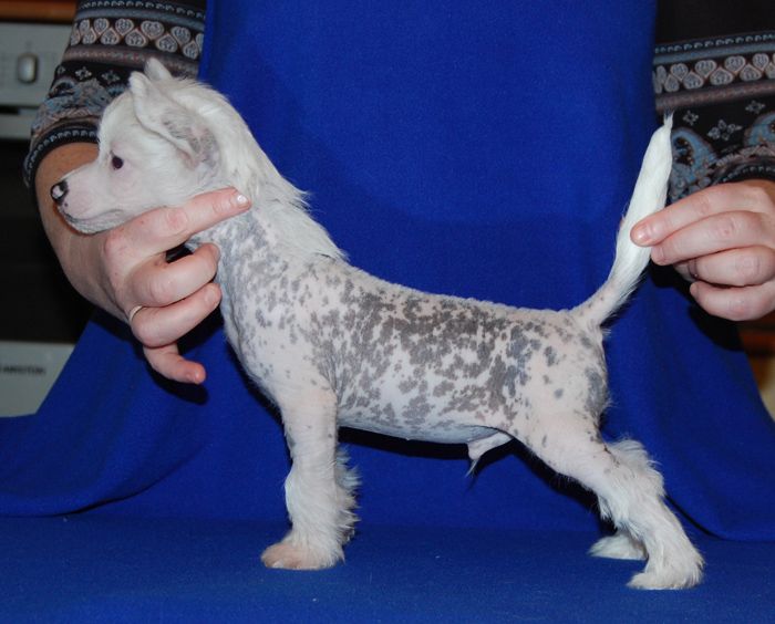 Volshebnaja Loshadka Hi From Russia