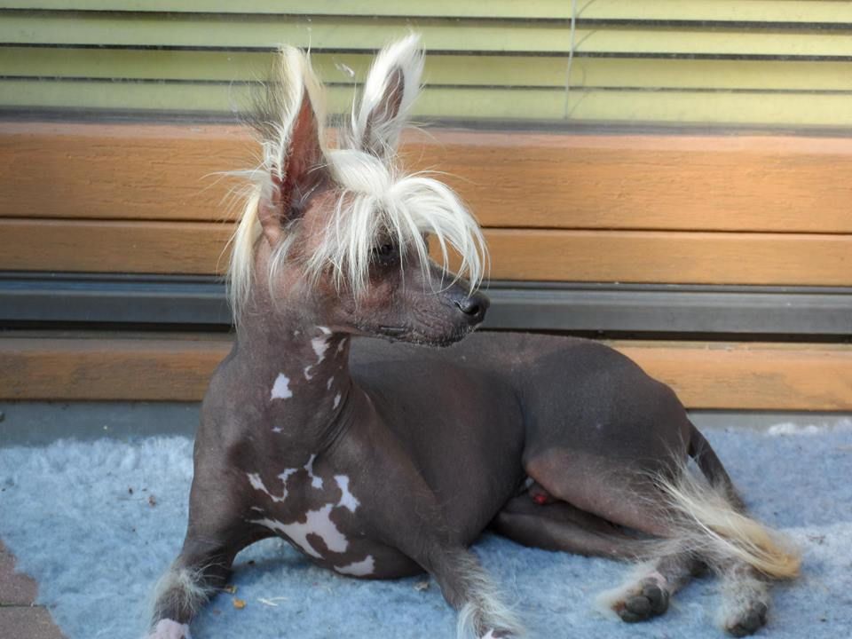 Exclusively for You Princes de la Roses