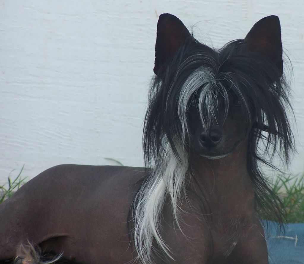 Altacrest's Cookie Crisp AOM