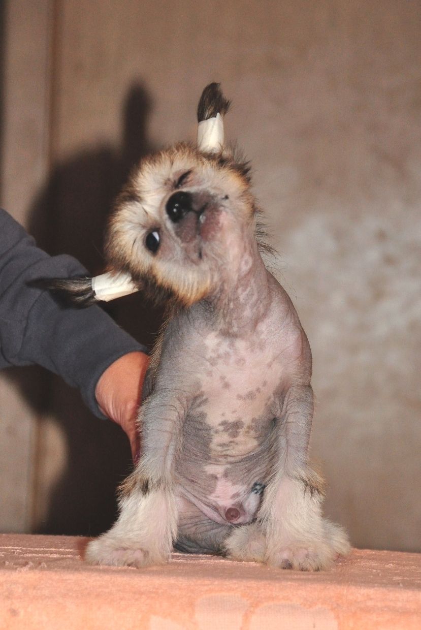 Karnelius Forest Gump