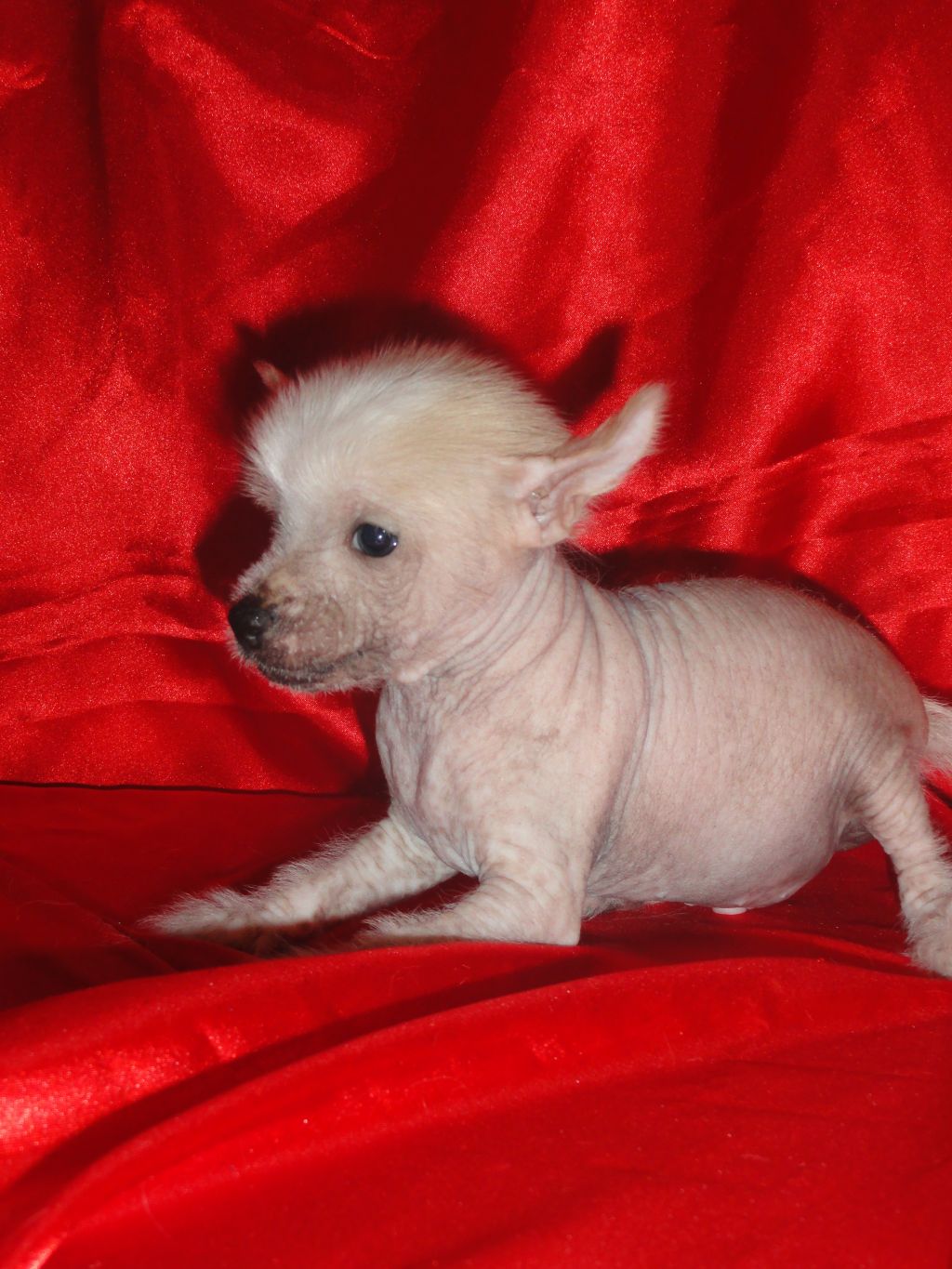 Sweet Madcap de Fageiro