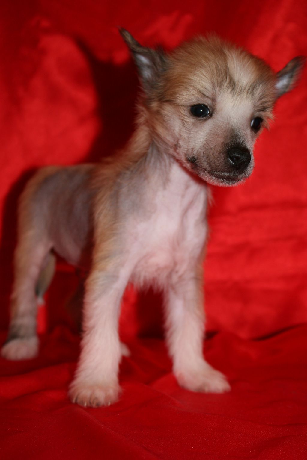 Slick Tail de Fageiro