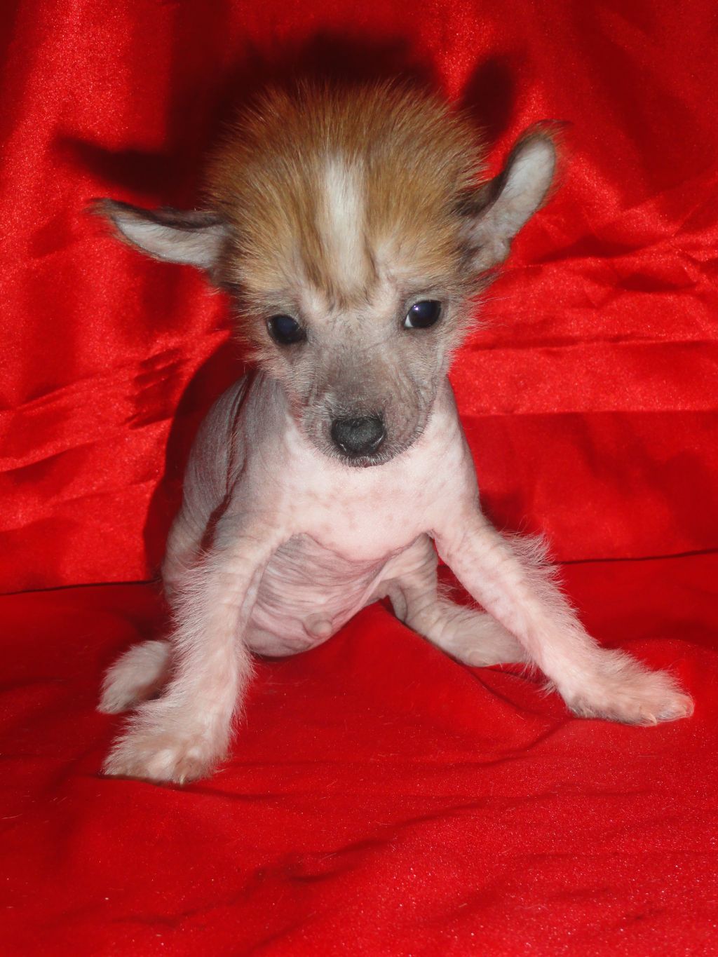 Solar Boy de Fageiro