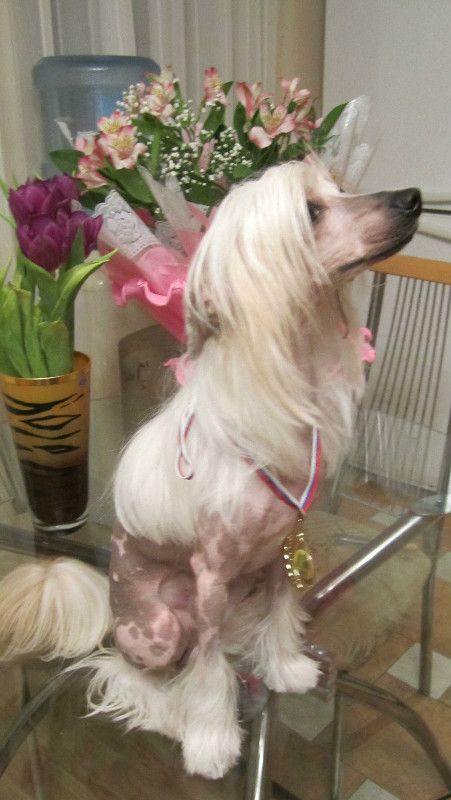 Vikiri Bells Shinobi Ashi