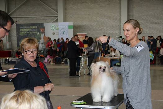 Alfa Auksine Venera (Alpha Golden Venus)